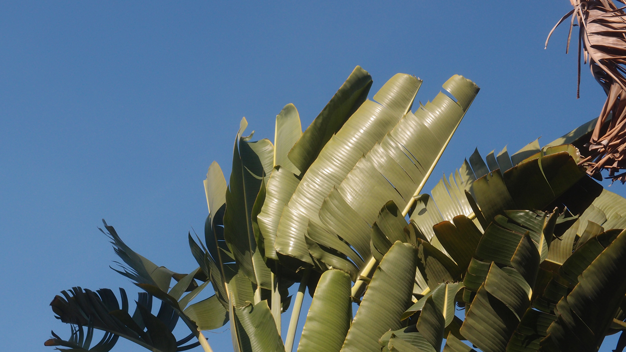 2016-02-14 Tambores de Olokum (Video)